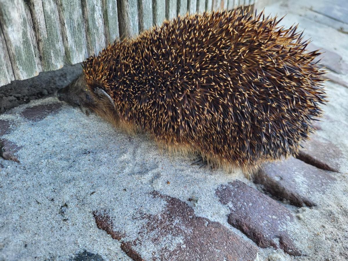 B & B De Tocht Berkhout Kültér fotó